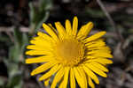 Ccottony goldenaster